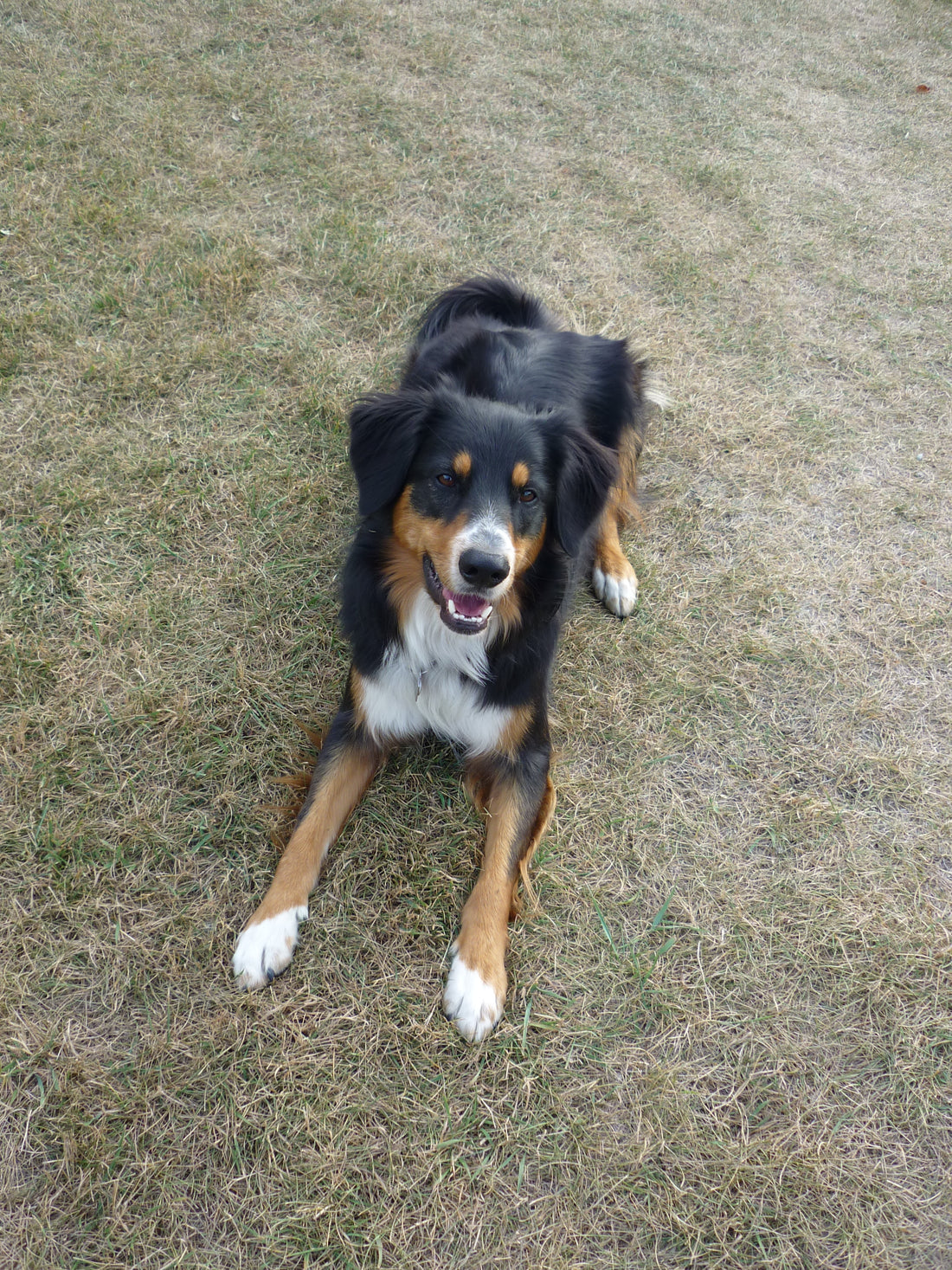 Tips For Reducing Your Pet’s Carbon Pawprints