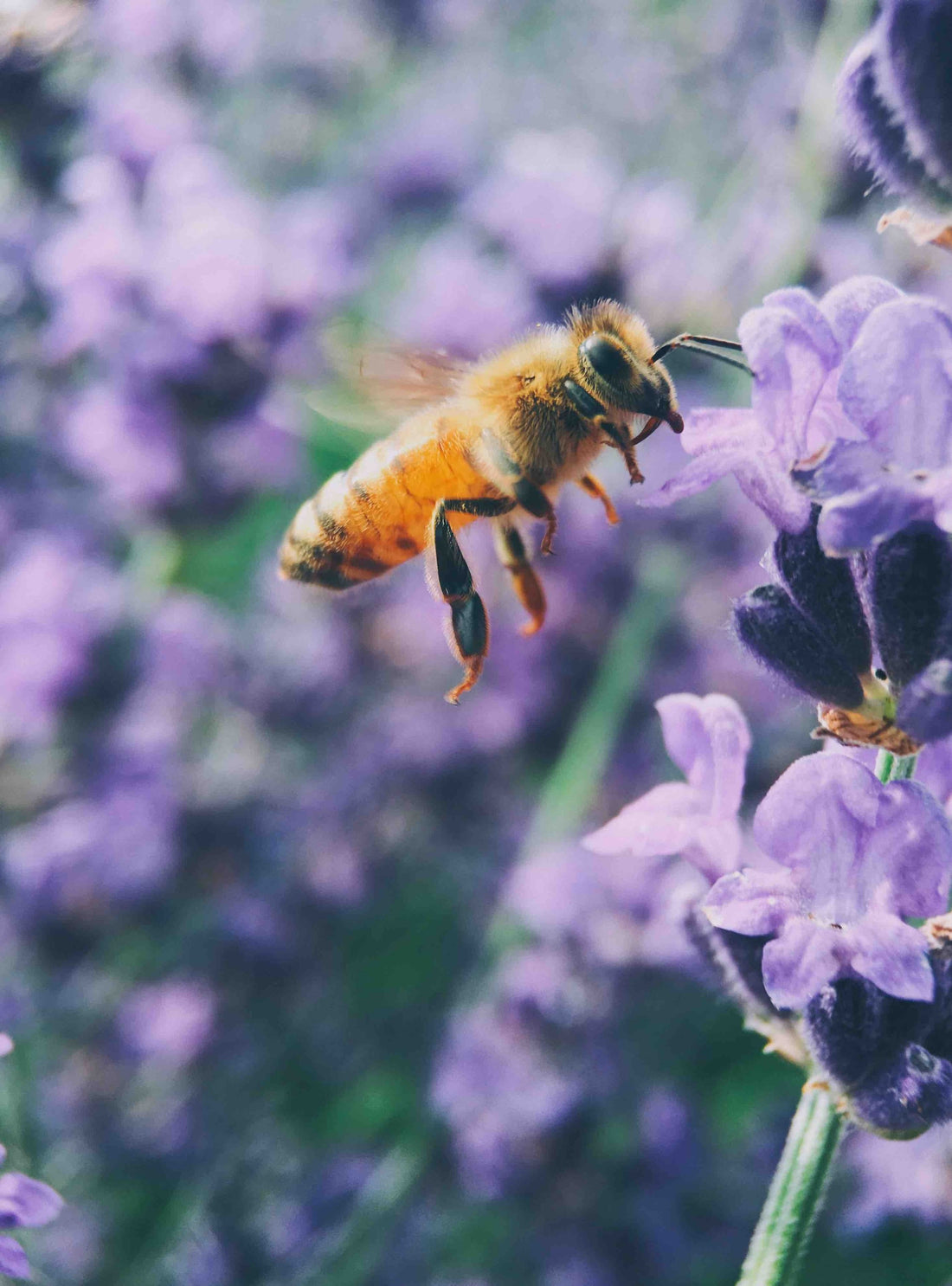 Keeping Up with Bees — and How You Can Help