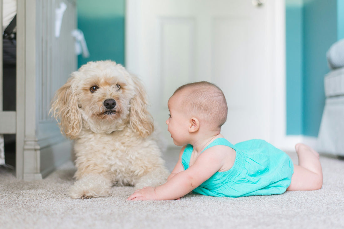 Green Cleaning Solutions for Your Home's Floors