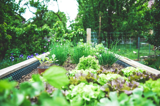 Sustainable Tips for a Truly Green Summer Garden