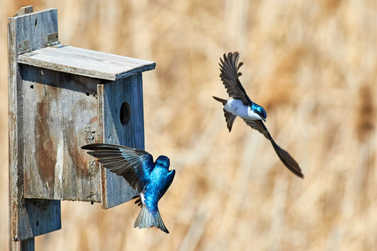 Ways to Winterize Your Backyard for Wildlife