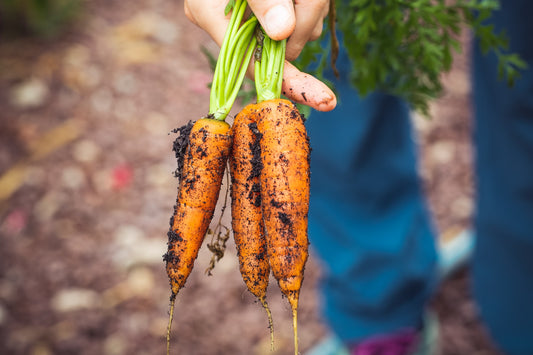 Essential Tips for Eco-Friendly Autumn Gardening