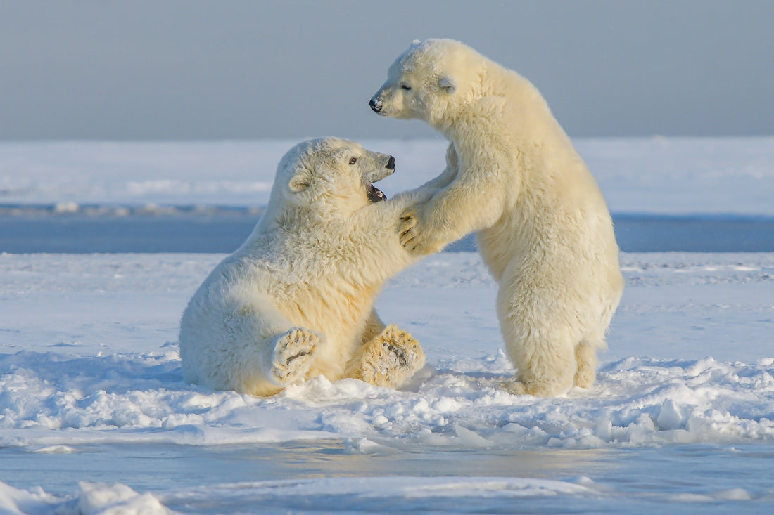 Thin Ice: What You Need to Know Polar Bears