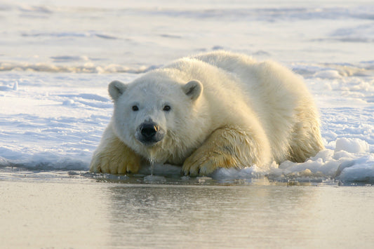 How to Celebrate International Polar Bear Day