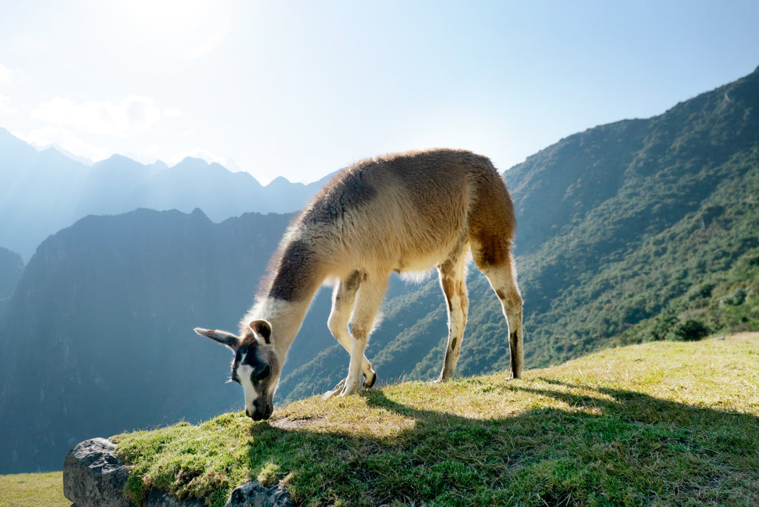 Llama Drama: Fun Facts About Our Favorite Animal