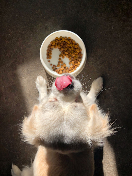 Food to Chew on for the Green-Minded Pet Parent