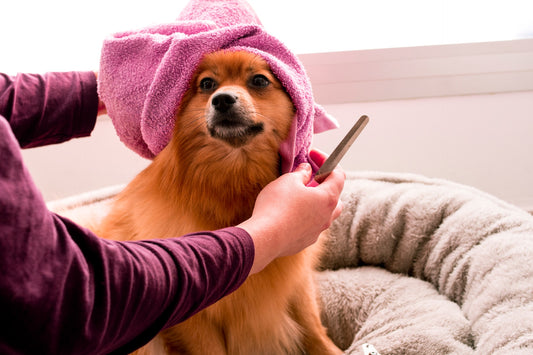 10 Toxin-Free Secrets to Tackle Pet Hair and Odor