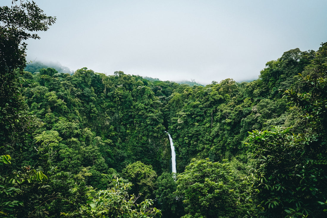How to Celebrate and Protect the Rainforests