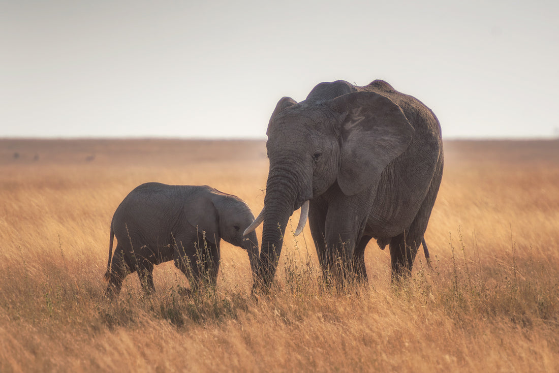 World Elephant Day: Join the Herd and Get Involved