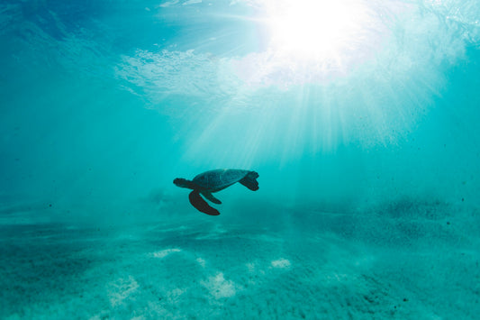 Make Waves and Participate in World Ocean Day
