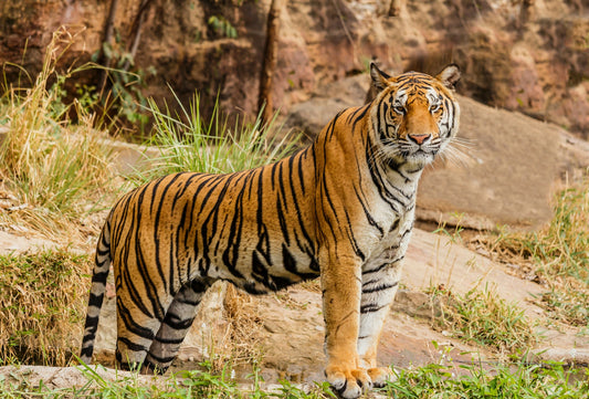 Honor Nature’s Wonders for World Wildlife Day